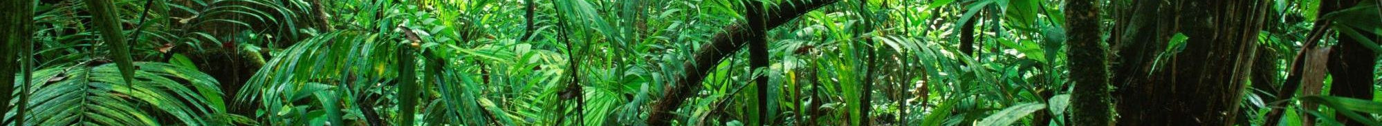 Jungle à Madagascar