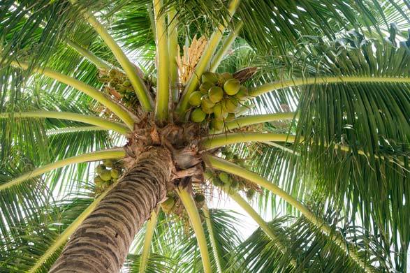 Focus sur l’huile de coco, ses utilisations, ses spécificités et ses bienfaits