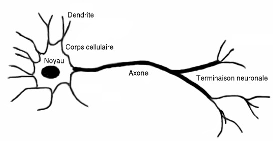 Schèma d'une cellule nerveuse